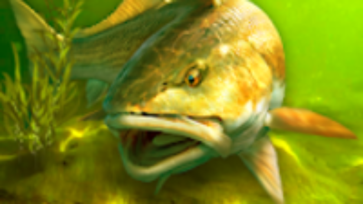 My Fishing World - Realistic fishing v1.15.109 Apk Mod (Dinheiro Infinito)  Download 2024 - Night Wolf Apk