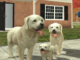 Dog Sim Online apk mod